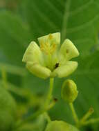 Image of Jatropha chevalieri Beille