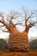 Image of Fony baobab