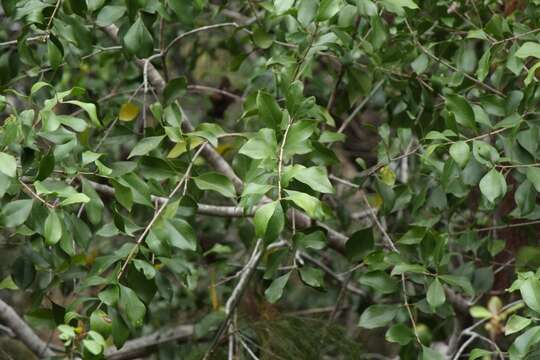 Image de Olinia ventosa (L.) Cufod.