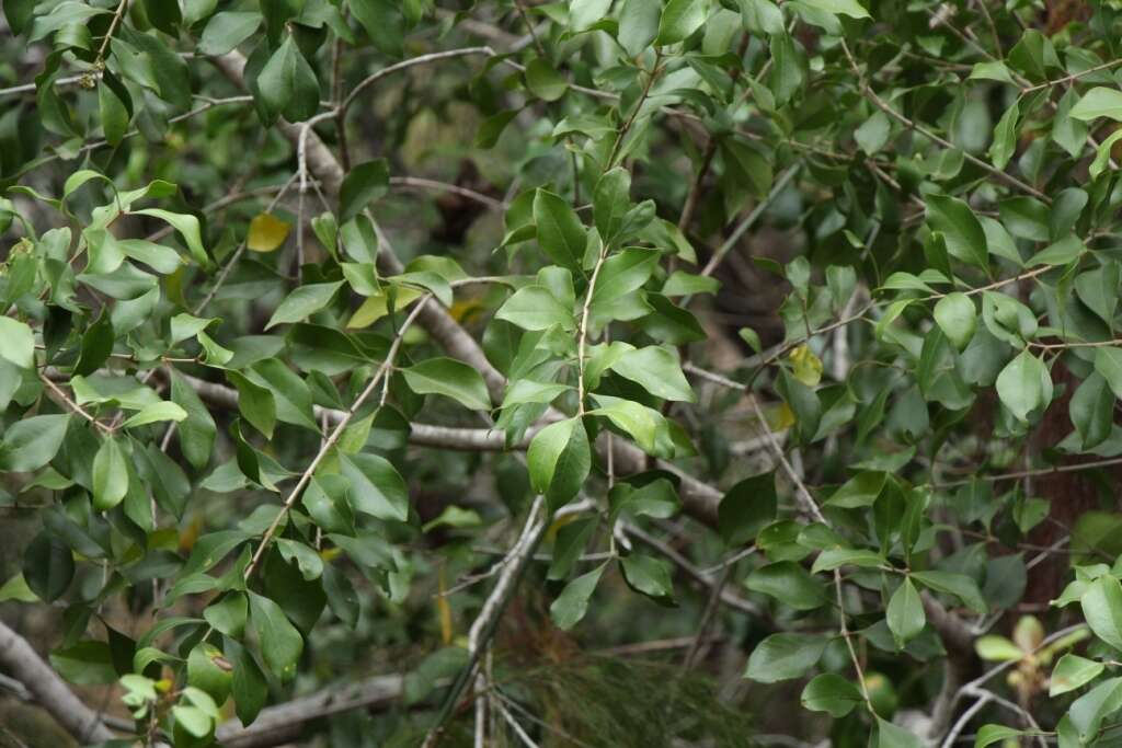 Image of Olinia ventosa (L.) Cufod.