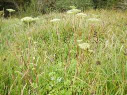 Image of seacoast angelica