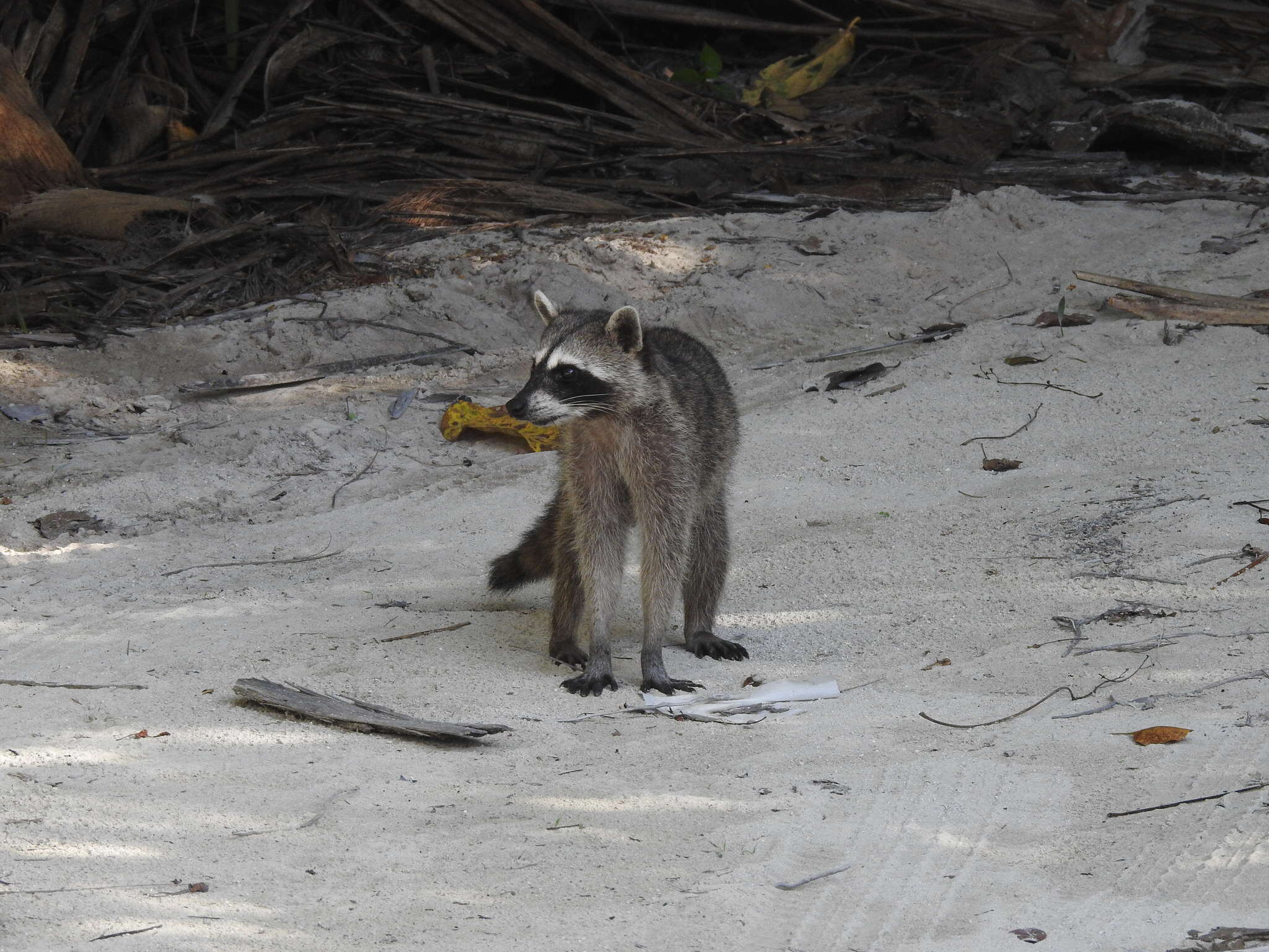 Image of Cozumel Island Raccoon