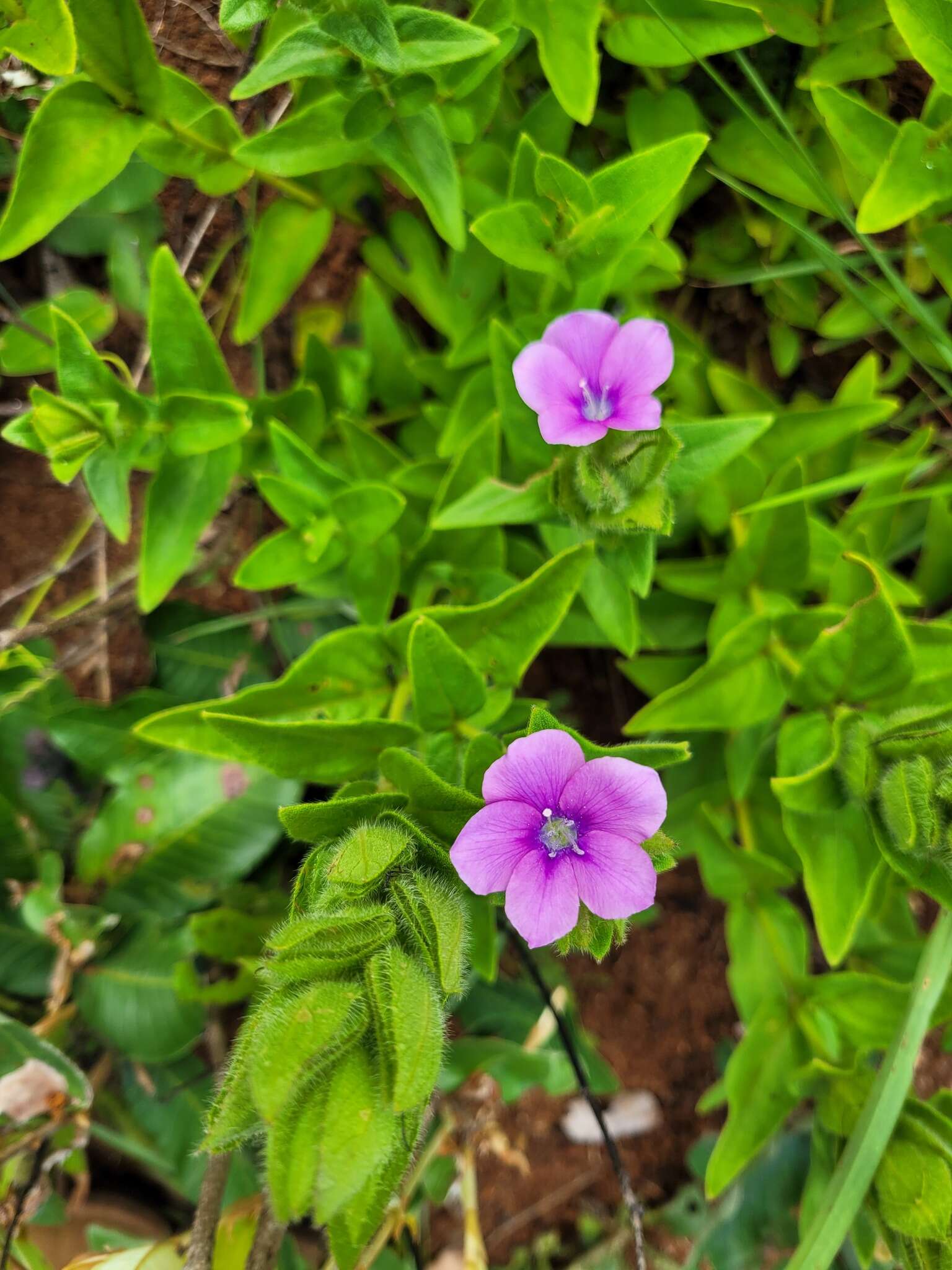 Barleria ovata E. Mey. ex Nees的圖片