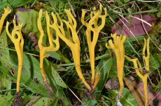 Image de Clavulinopsis corniculata (Schaeff.) Corner 1950