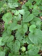 Imagem de Pachyphragma macrophyllum (Hoffm.) N. Busch