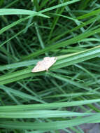 Image de Scopula rubraria Doubleday 1843