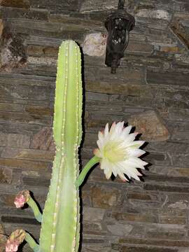 Cereus repandus (L.) Mill. resmi