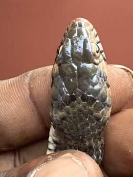 Image of Tholloni's African Water Snake