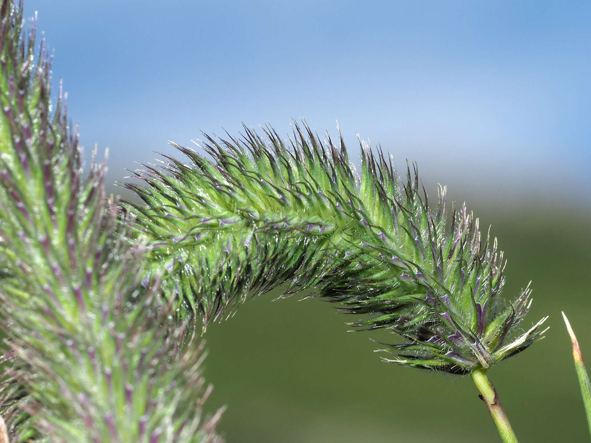 Image of Phleum alpinum subsp. rhaeticum Humphries