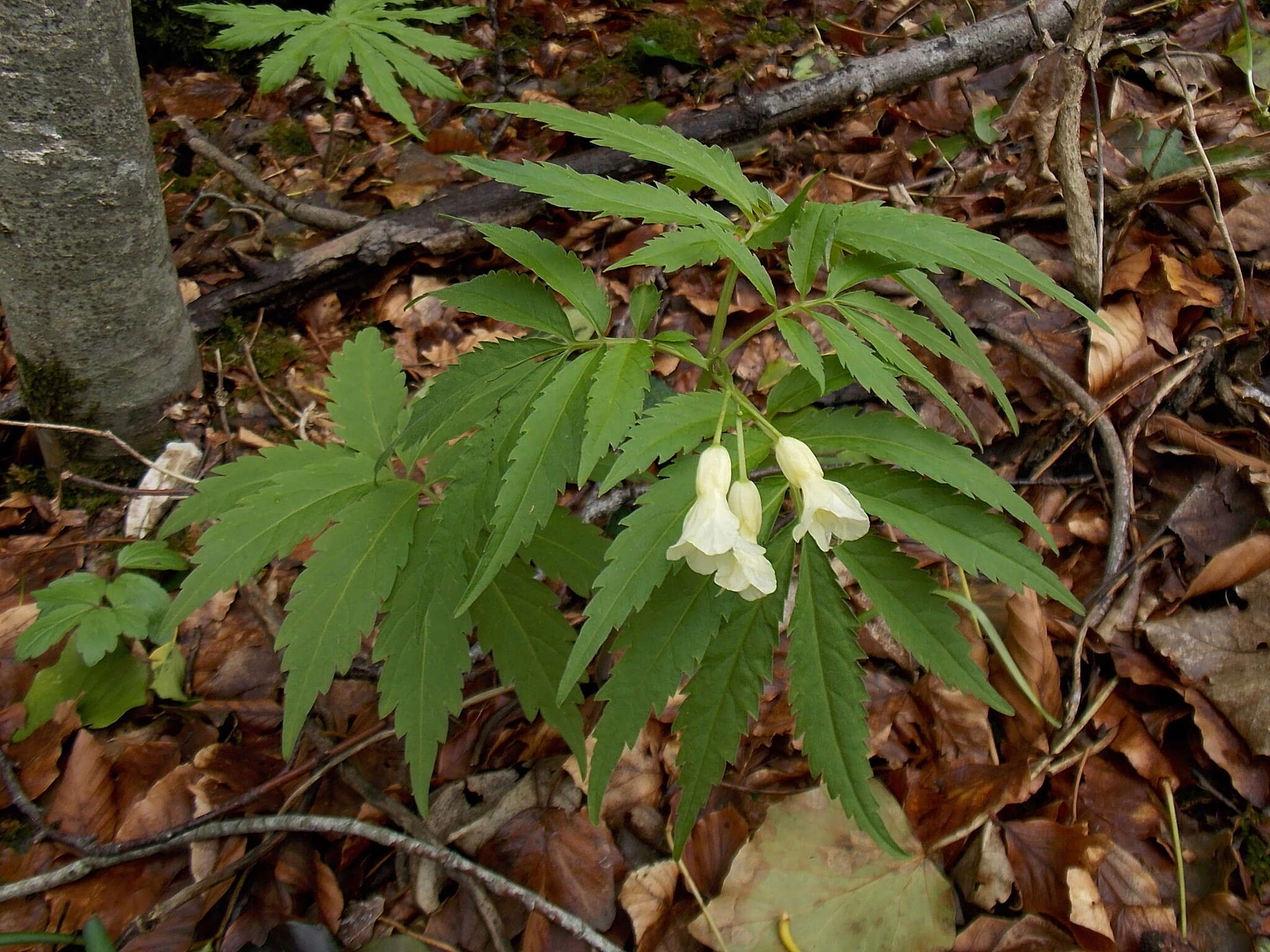 Слика од Cardamine kitaibelii Bech.