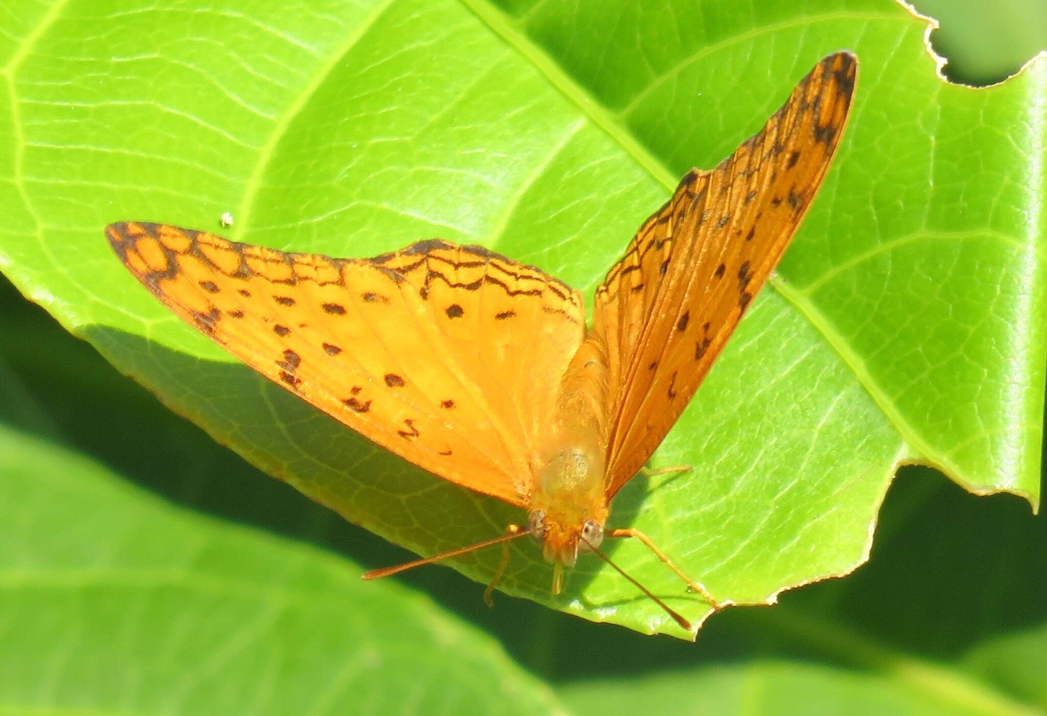 Image of Phalanta phalantha aethiopica Rothschild & Jordan 1903