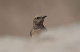 Image of Kurdish Wheatear