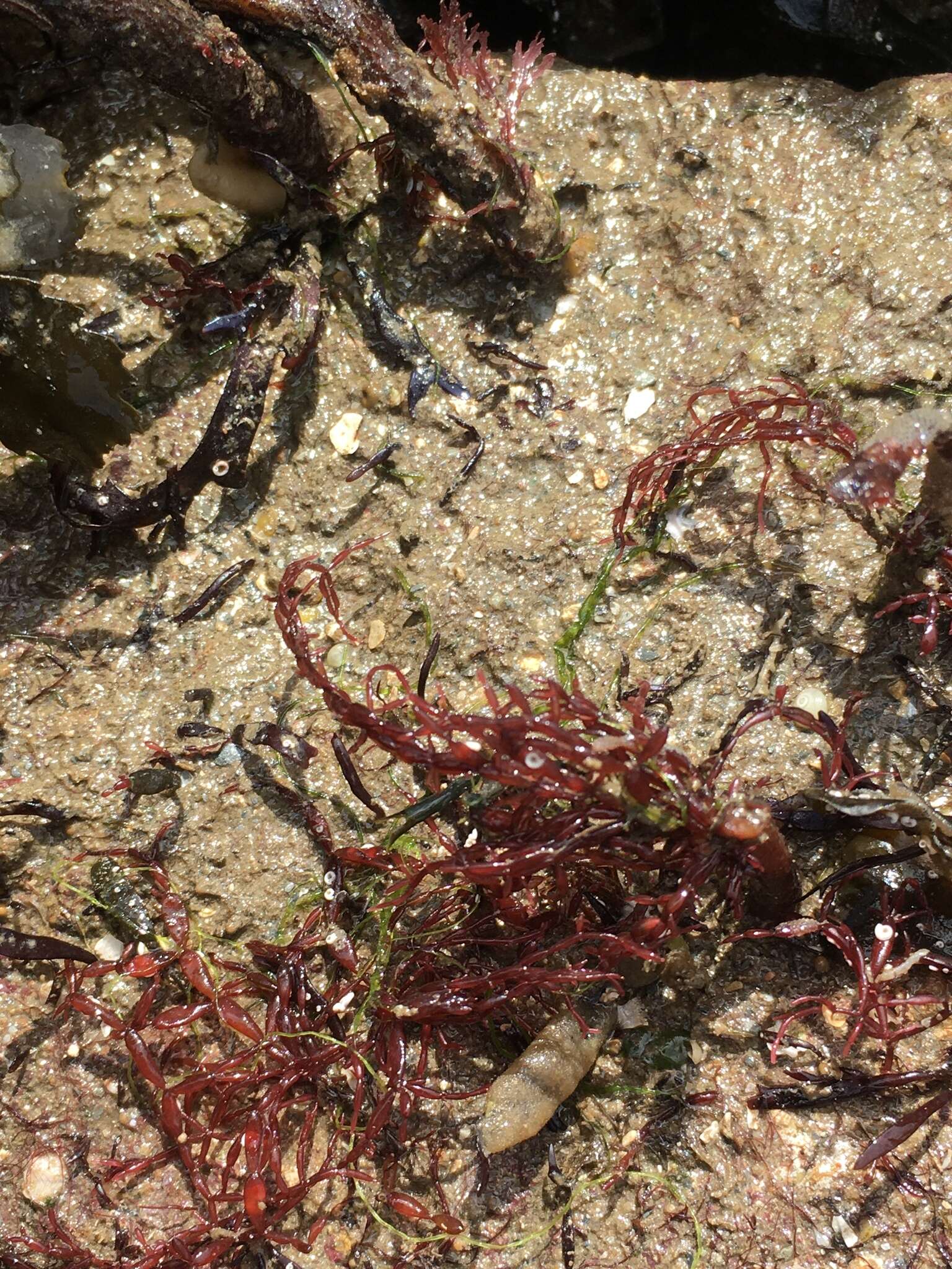 Image of Lomentaria articulata