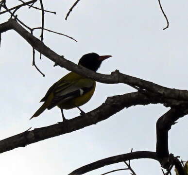 Image of African Black-headed Oriole