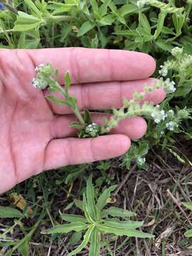 Image de Cryptantha texana (A. DC.) Greene