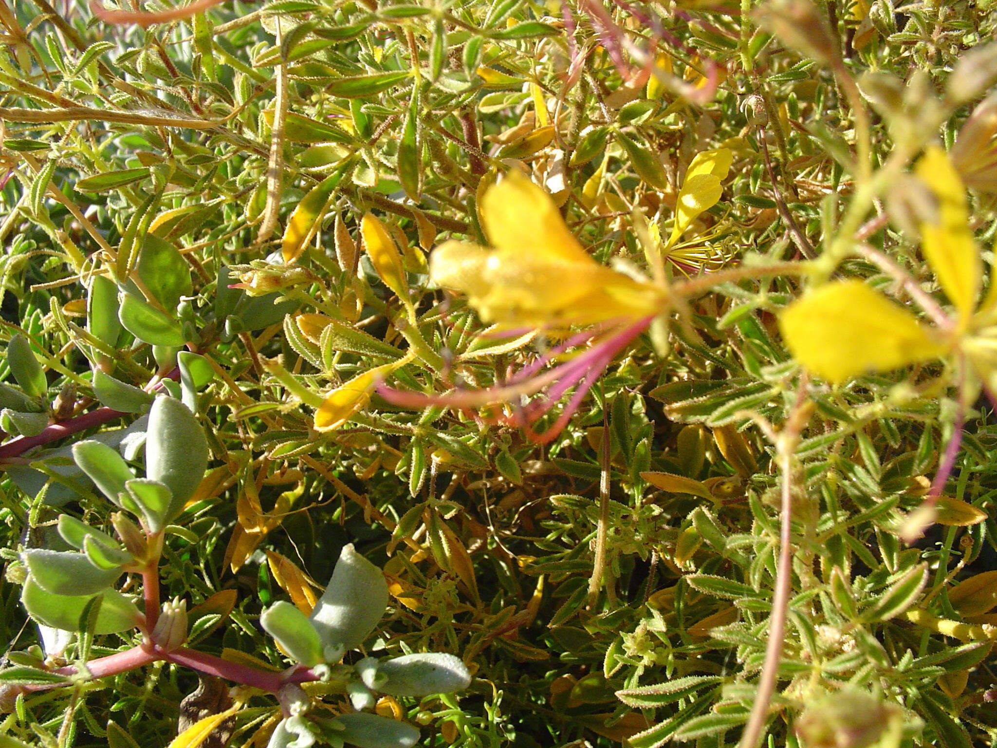 Plancia ëd Kersia foliosa var. lutea (Sond.) Roalson & J. C. Hall