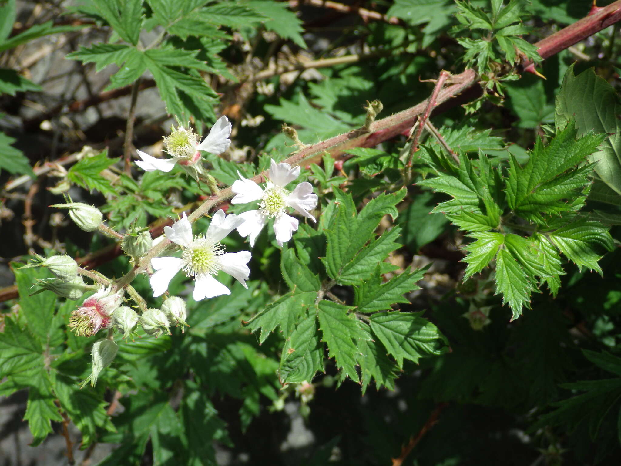 Image of cut-leaved bramble