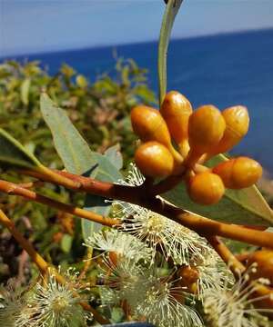 Image de Eucalyptus calcareana C. D. Boomsma