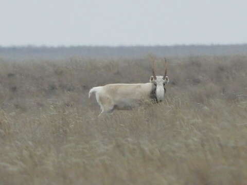 Image de Saiga Gray 1843