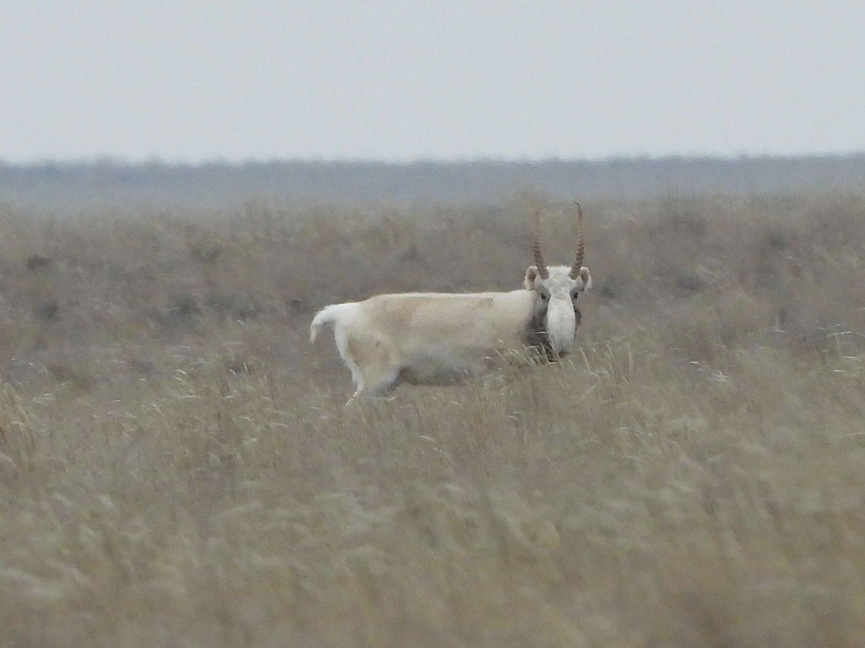 Image de Saiga Gray 1843