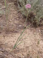 Allium pallasii Murray resmi