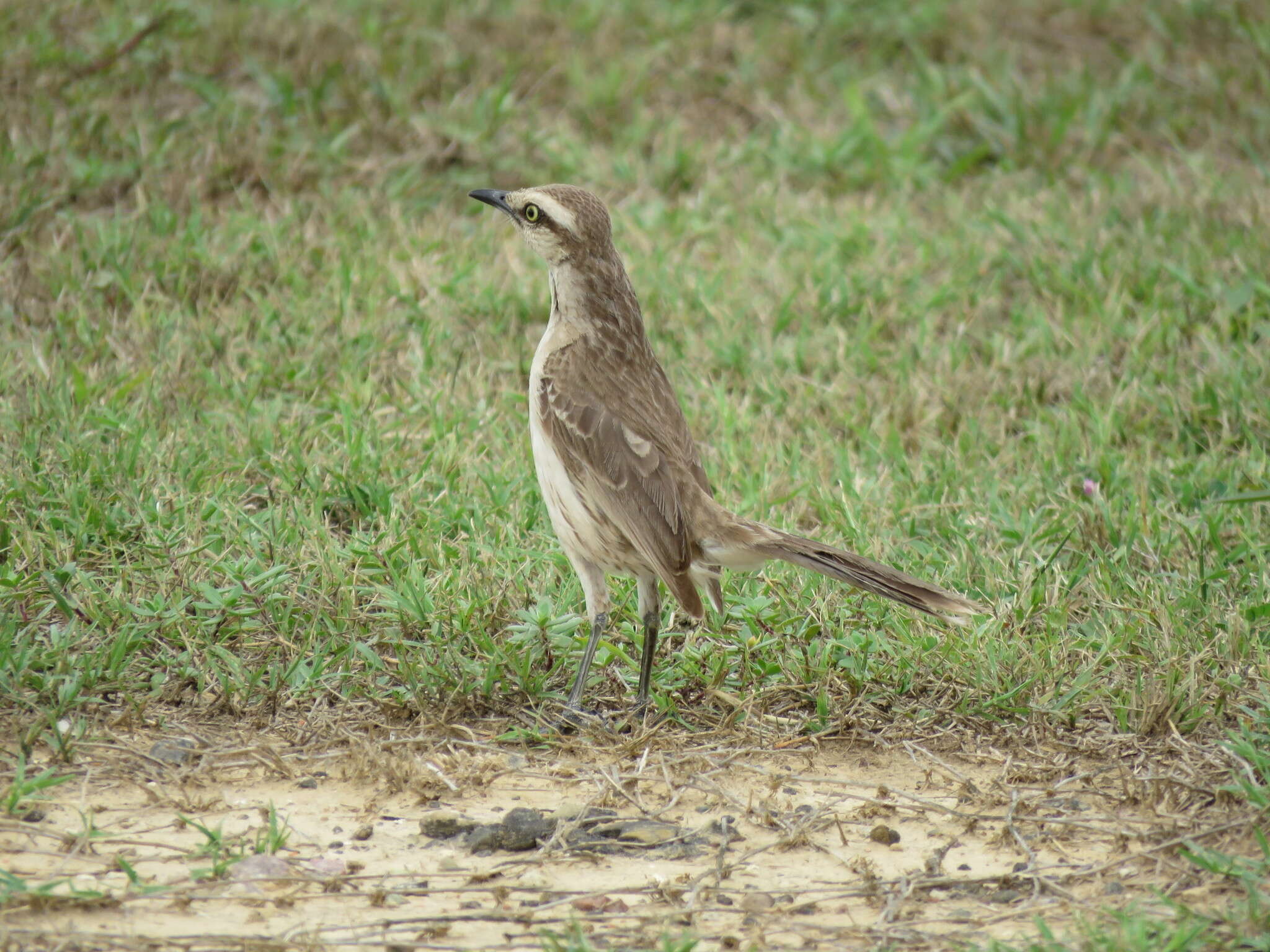 Image of Chalk-browed Mockingbird