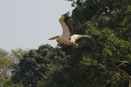 Image of Pink-backed Pelican