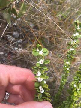 Image of smallflower lilythorn