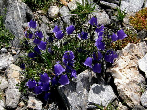 Image of Campanula cochleariifolia Lam.