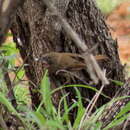 Image of Calamonastes fasciolatus europhilus (Clancey 1970)