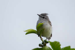 Image of White-crested Tyrannulet