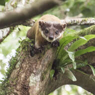 Image of Formosan yellow-throated marten