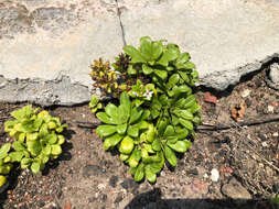 Lysimachia mauritiana Lam. resmi