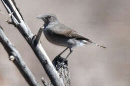 Image of Karoo Chat