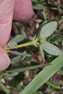 Euphorbia nocens (L. C. Wheeler) V. W. Steinm. resmi