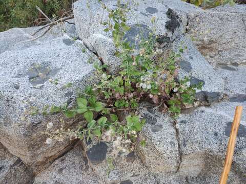 Image de Brickellia peninsularis Brandeg.