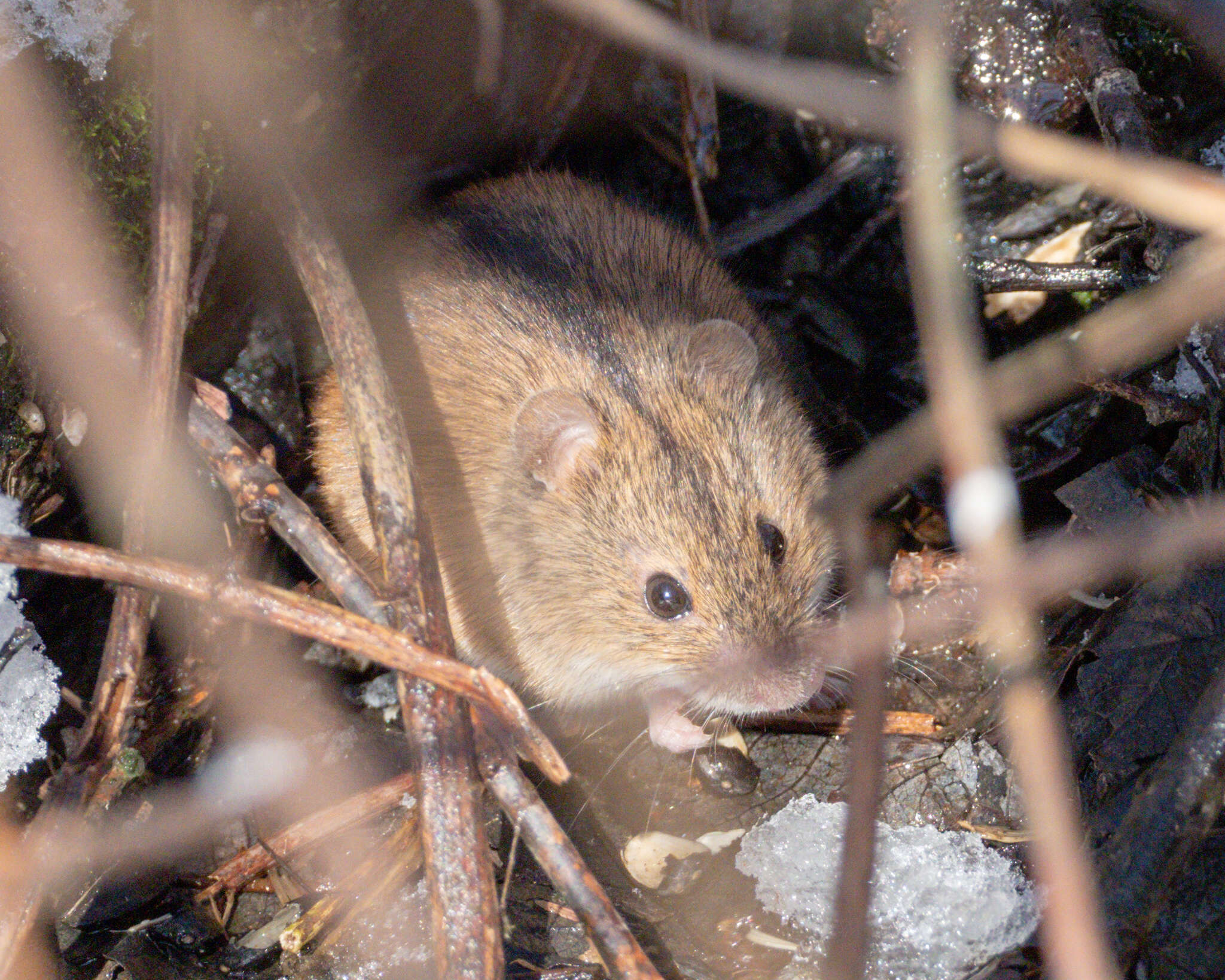 Image of Striped Field Mouse