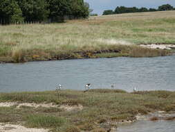 Image of Pied Stilt