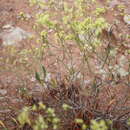 Image of Fredonia buckwheat