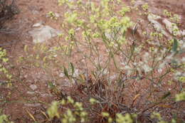 Image of Fredonia buckwheat