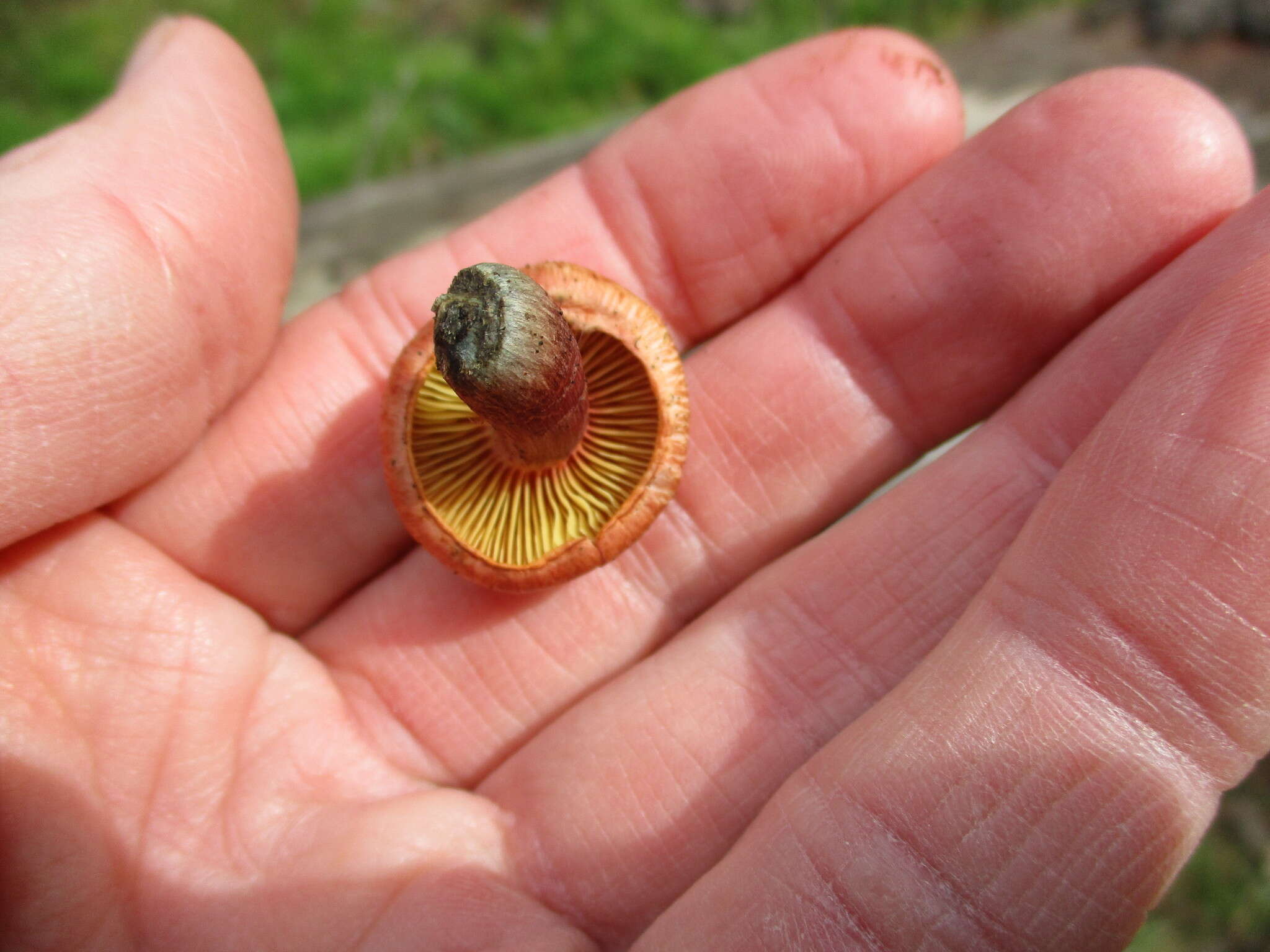 Image of Gymnopilus thiersii M. T. Seidl 1989