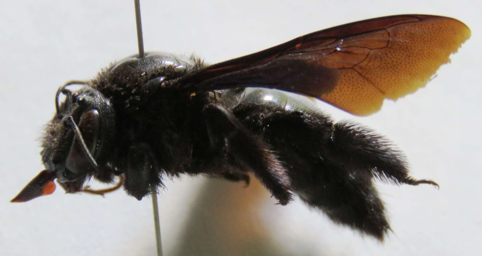 Xylocopa fimbriata Fabricius 1804 resmi