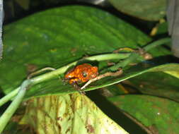 Image of Pichincha poison frog