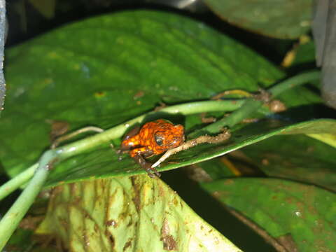 Image of Pichincha poison frog