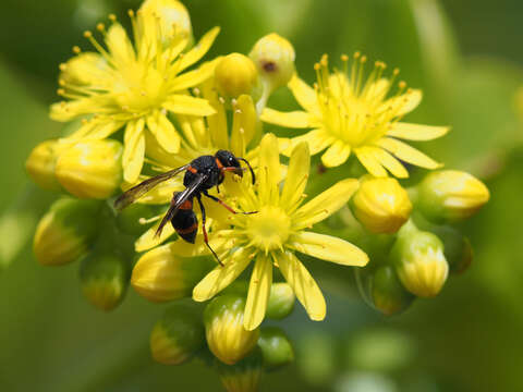 Image of saucer-plant