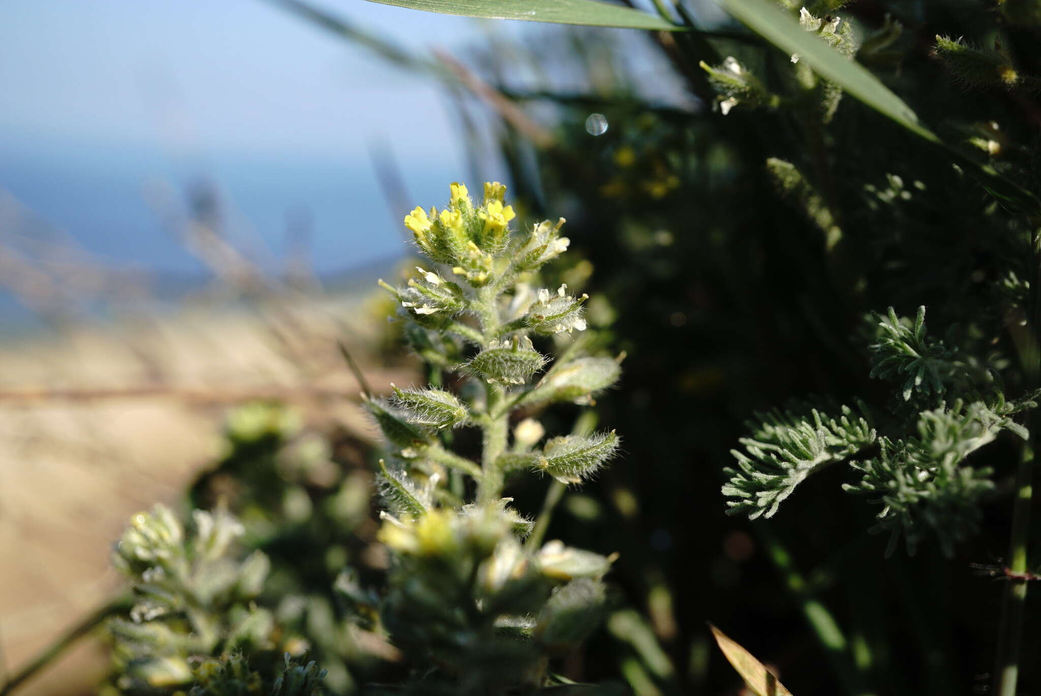 Слика од Alyssum hirsutum M. Bieb.