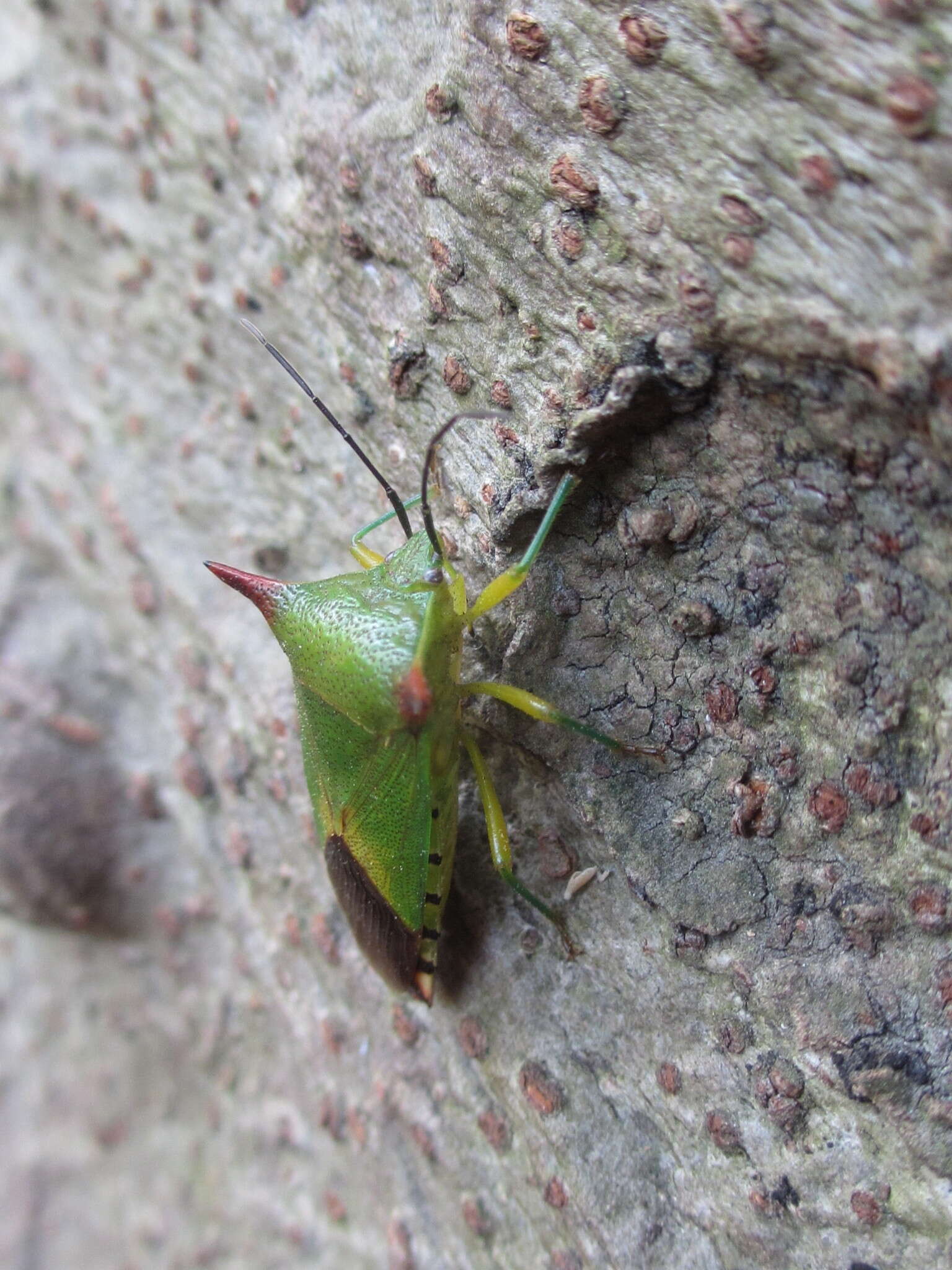 Image of <i>Acanthosoma firmatum</i>