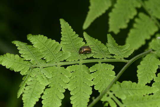 Sivun Gastroserica marginalis (Brenske 1894) kuva