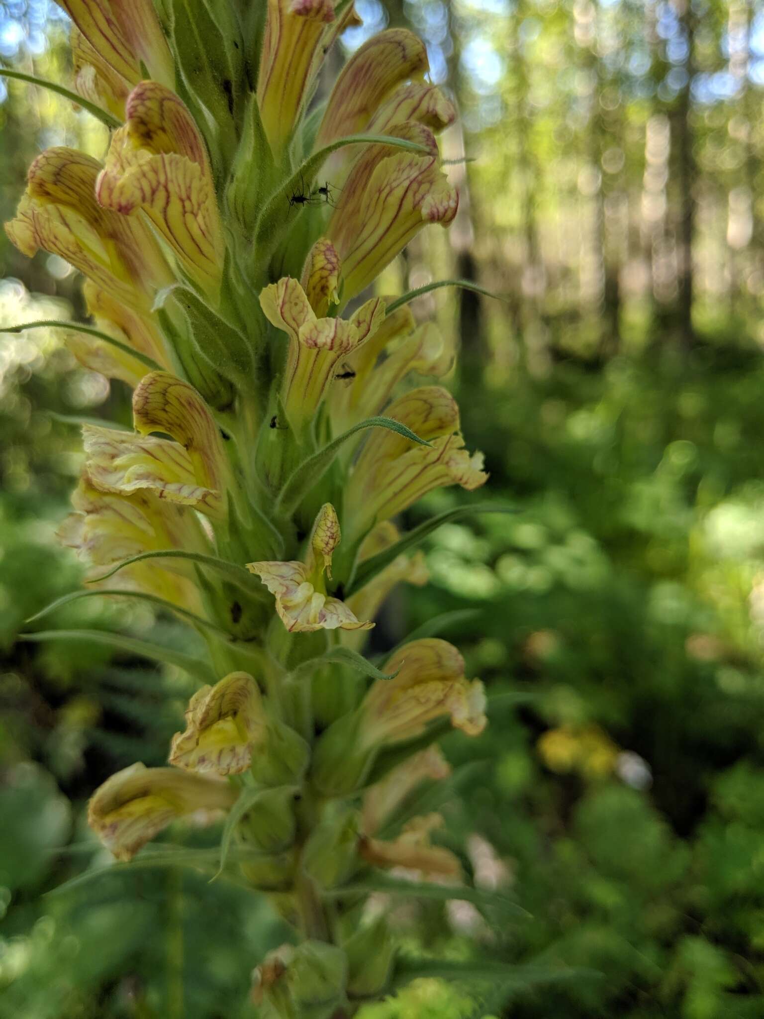 Image of Giant Lousewort