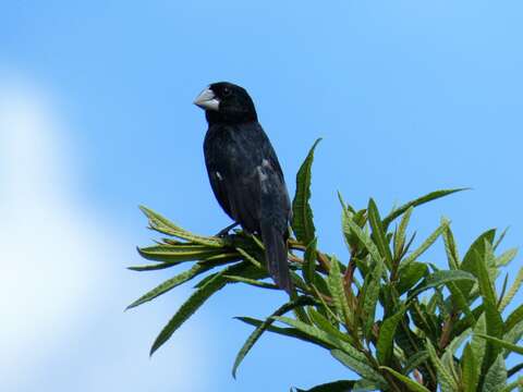 Image of Large-billed Seed Finch